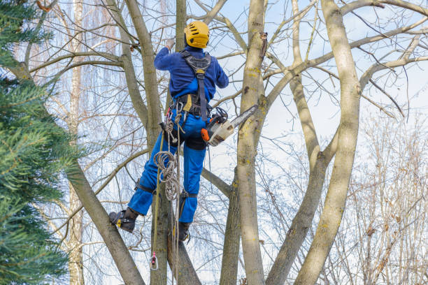 Cottondale, AL Tree Care Company
