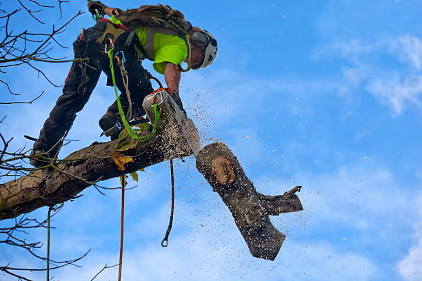 How Our Tree Care Process Works  in  Cottondale, AL